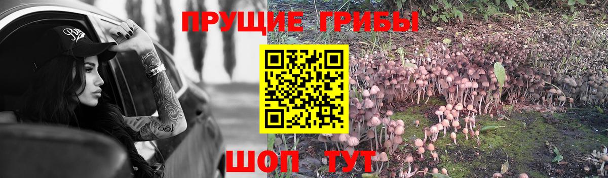 Псилоцибиновые грибы Psilocybine cubensis  Галлюциногенные грибы GOLDEN TEACHER  Кимры  Вход с VPN 